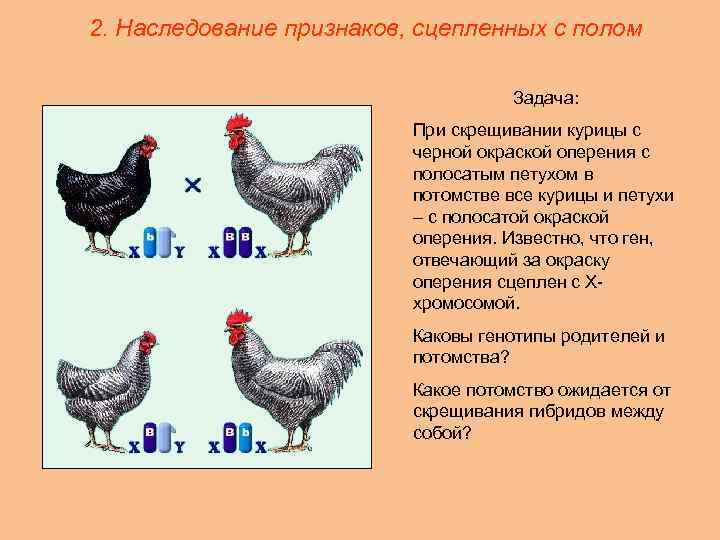 Признаки пола. Сцепленные с полом аномалии у животных. Задачи генетика пола наследование признаков сцепленных с полом. Задачи по генетике сцепленные с полом. Генетика пола животных.