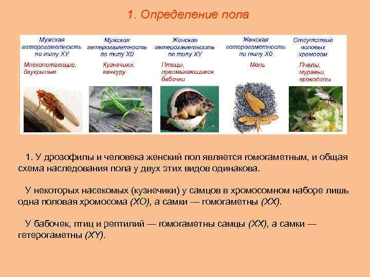 У куриц гетерогаметный женский пол. Определение пола у пресмыкающихся. Способы определения пола. У крокодилов способ определения пола:. Определение пола у реп.