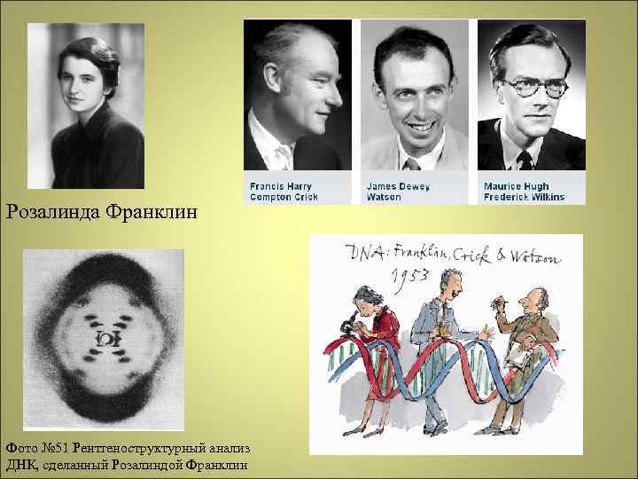 Розалинда Франклин Фото № 51 Рентгеноструктурный анализ ДНК, сделанный Розалиндой Франклин 