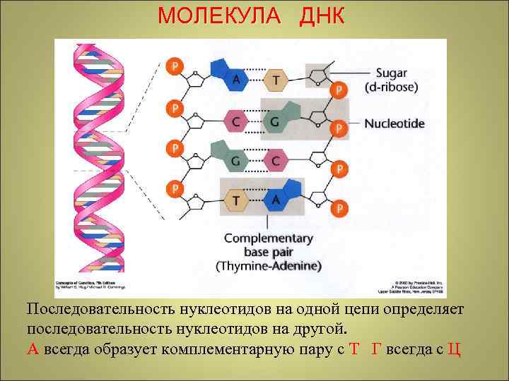 Одна из цепей днк имеет