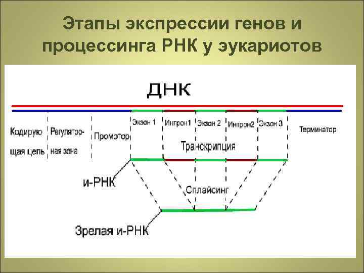 Этапы экспрессии генов и процессинга РНК у эукариотов 