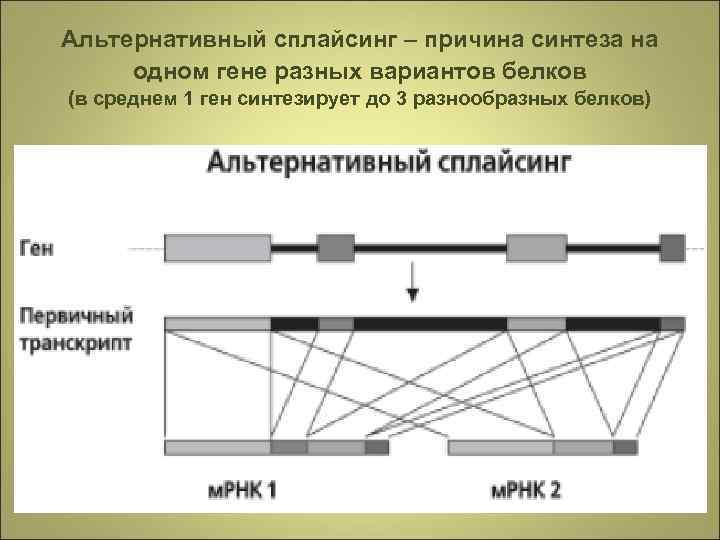 Альтернативный сплайсинг – причина синтеза на одном гене разных вариантов белков (в среднем 1