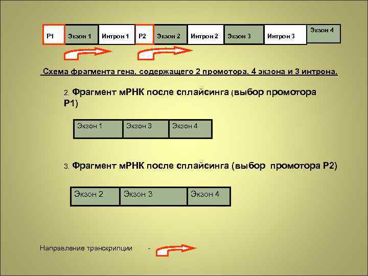 Р 1 Экзон 1 Интрон 1 Р 2 Экзон 2 Интрон 2 Экзон 3