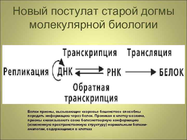 Новый постулат старой догмы молекулярной биологии Белки прионы, вызывающие «коровье бешенство» способны передать информацию