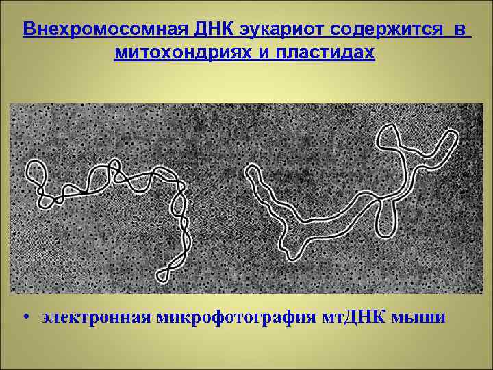 Митохондрия имеет днк. Внехромосомная ДНК прокариот. ДНК митохондрий и пластид. У эукариот ДНК содержится. Митохондриальная ДНК.