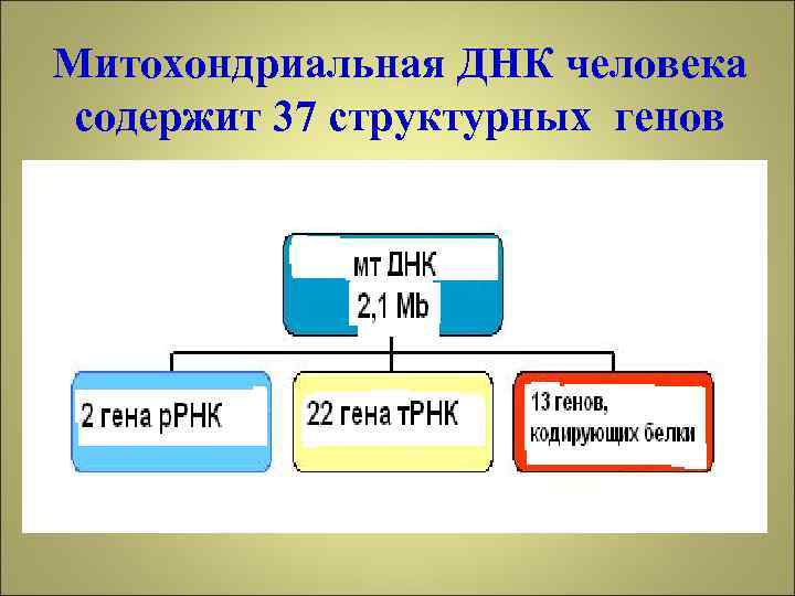 Митохондриальная ДНК человека содержит 37 структурных генов 