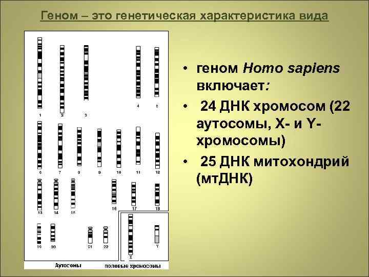 Геном – это генетическая характеристика вида • геном Homo sapiens включает: • 24 ДНК