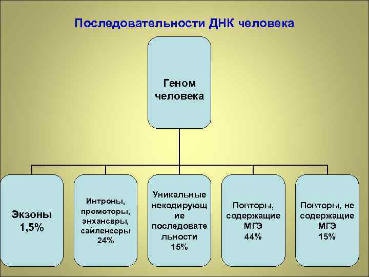 Последовательности ДНК человека Геном человека Экзоны 1, 5% Интроны, промоторы, энхансеры, сайленсеры 24% Уникальные