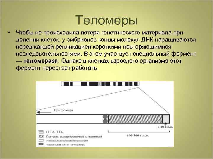 Теломеры • Чтобы не происходила потеря генетического материала при делении клеток, у эмбрионов концы