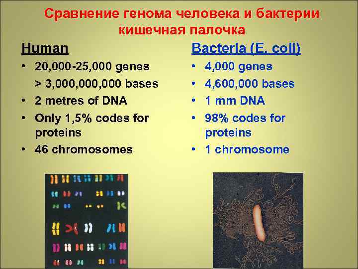 Сравнение генома человека и бактерии кишечная палочка Human Bacteria (E. coli) • 20, 000