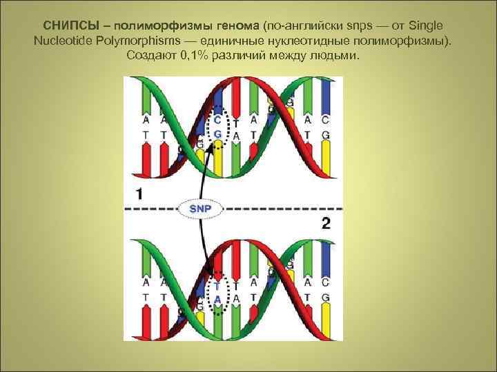 СНИПСЫ – полиморфизмы генома (по-английски snps — от Single Nucleotide Polymorphisms — единичные нуклеотидные