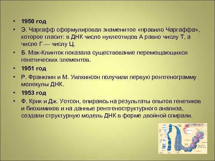  • 1950 год • Э. Чаргафф сформулировал знаменитое «правило Чаргаффа» , которое гласит: