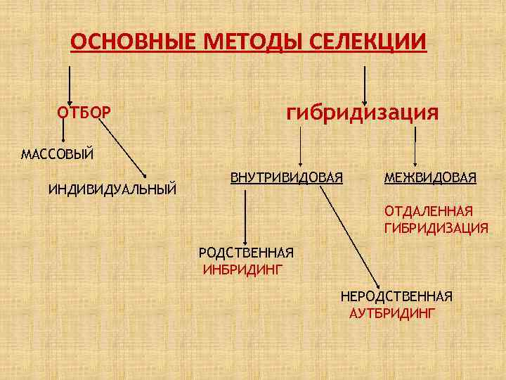 ОСНОВНЫЕ МЕТОДЫ СЕЛЕКЦИИ ОТБОР гибридизация МАССОВЫЙ ИНДИВИДУАЛЬНЫЙ ВНУТРИВИДОВАЯ МЕЖВИДОВАЯ ОТДАЛЕННАЯ ГИБРИДИЗАЦИЯ РОДСТВЕННАЯ ИНБРИДИНГ НЕРОДСТВЕННАЯ