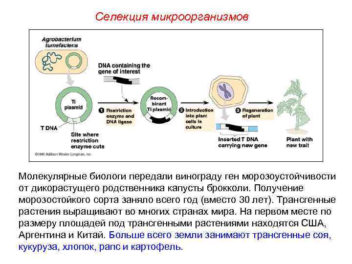 Селекция микроорганизмов Молекулярные биологи передали винограду ген морозоустойчивости от дикорастущего родственника капусты брокколи. Получение