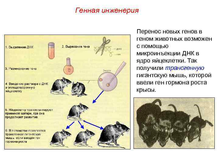 Генная инженерия Перенос новых генов в геном животных возможен с помощью микроинъекции ДНК в