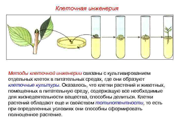 Клеточная инженерия Методы клеточной инженерии связаны с культивированием отдельных клеток в питательных средах, где