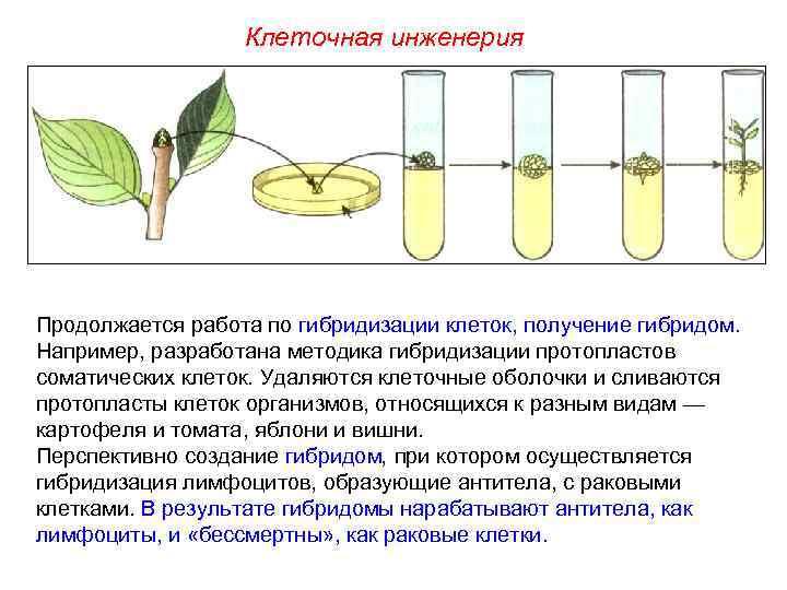 Клеточная инженерия Продолжается работа по гибридизации клеток, получение гибридом. Например, разработана методика гибридизации протопластов