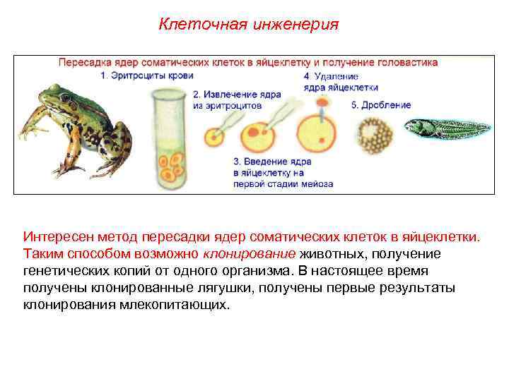 Клеточная инженерия Интересен метод пересадки ядер соматических клеток в яйцеклетки. Таким способом возможно клонирование