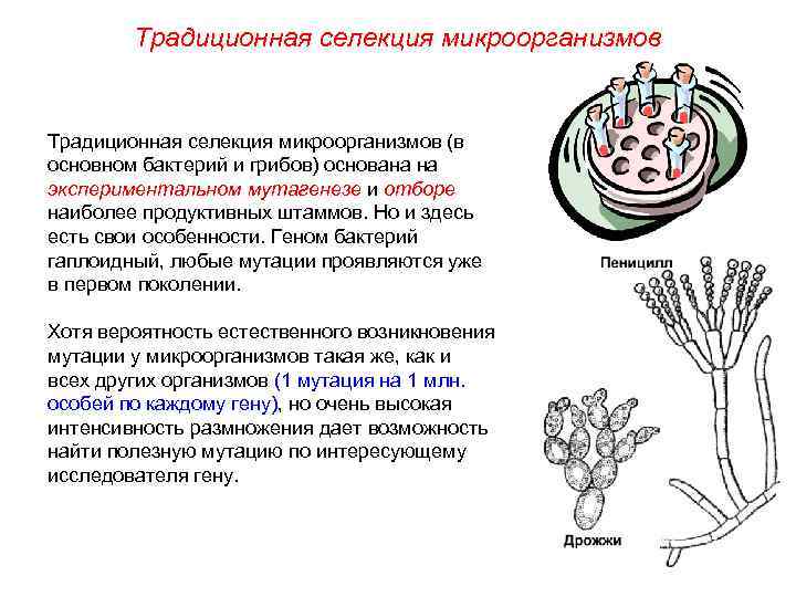 Традиционная селекция микроорганизмов (в основном бактерий и грибов) основана на экспериментальном мутагенезе и отборе