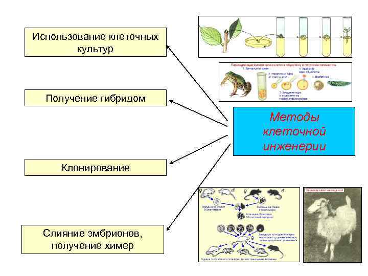 Использование клеточных культур Получение гибридом Методы клеточной инженерии Клонирование Слияние эмбрионов, получение химер 