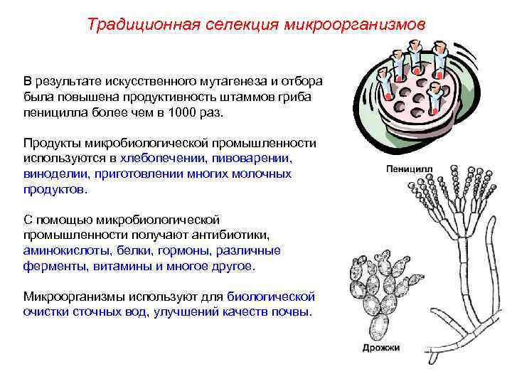 Традиционная селекция микроорганизмов В результате искусственного мутагенеза и отбора была повышена продуктивность штаммов гриба