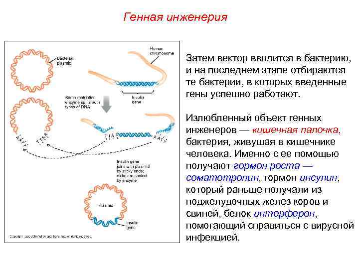 Генная инженерия Затем вектор вводится в бактерию, и на последнем этапе отбираются те бактерии,