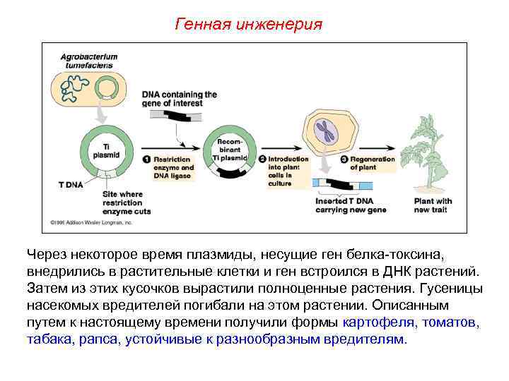 Генная инженерия Через некоторое время плазмиды, несущие ген белка-токсина, внедрились в растительные клетки и