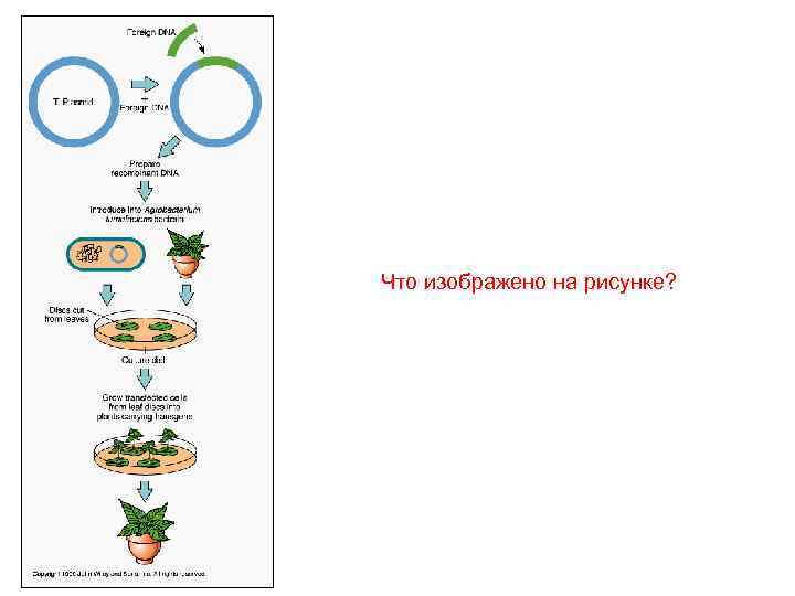 Что изображено на рисунке? 