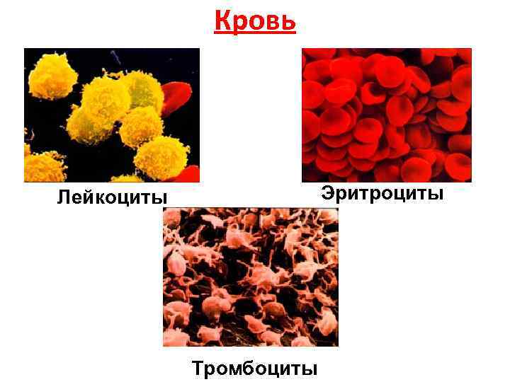 Лейкоциты в отличие от эритроцитов. Эритроциты лейкоциты тромбоциты. Клетки крови эритроциты лейкоциты тромбоциты. Рисунок клеток крови ,эритроциты тромбоциты. Лимфоциты тромбоциты эритроциты лейкоциты.