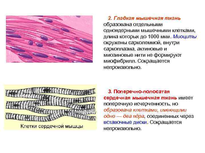 2. Гладкая мышечная ткань образована отдельными одноядерными мышечными клетками, длина которых до 1000 мкм.