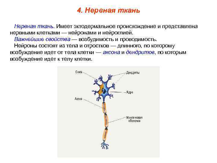 Нервные клетки имеют отростки. Нервная ткань. Нервная ткань Нейрон. Нервная ткань состоит из. Клетки нервной ткани.