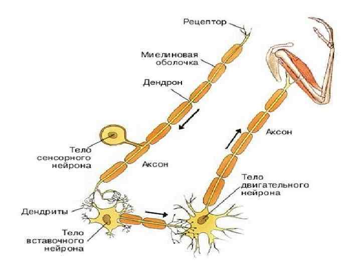 Ткани человека презентация подготовка к егэ