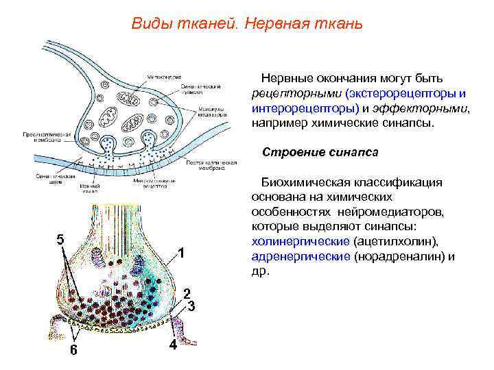 Какими буквами обозначены изображения нервной ткани