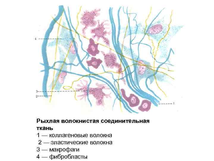 Рыхлая волокнистая соединительная ткань 1 — коллагеновые волокна 2 — эластические волокна 3 —