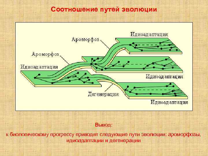 Ароморфоз идиоадаптация дегенерация ЕГЭ. Соотношение путей эволюции биология. Пути эволюции (пути достижения биологического прогресса):. Основные направления эволюции схема.