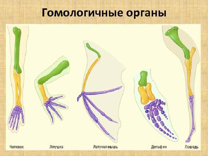Гомология. Гомологичные 2) аналогичные. Гомология передних конечностей наземных позвоночных. Гомологические органы растений. Функции гомологичных органов.
