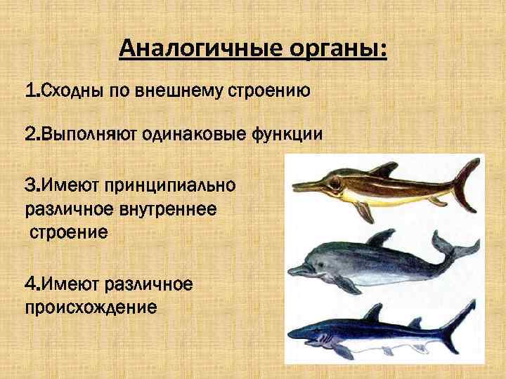 Аналогичные органы примеры. Амоломологичные органы. Аналогичные органы. Строение аналогичных органов.