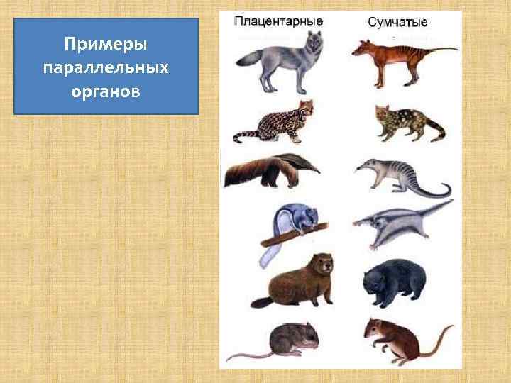 Примеры параллельных органов 