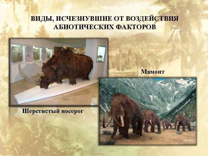 ВИДЫ, ИСЧЕЗНУВШИЕ ОТ ВОЗДЕЙСТВИЯ АБИОТИЧЕСКИХ ФАКТОРОВ Мамонт Шерстистый носорог 