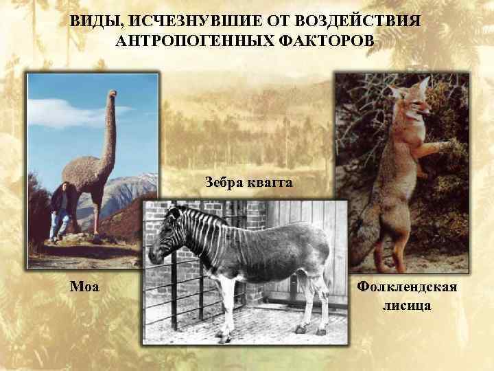 ВИДЫ, ИСЧЕЗНУВШИЕ ОТ ВОЗДЕЙСТВИЯ АНТРОПОГЕННЫХ ФАКТОРОВ Зебра квагга Моа Фолклендская лисица 
