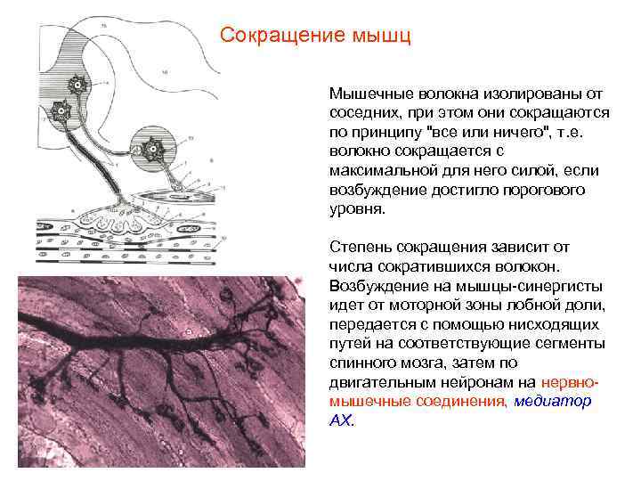 Сокращение мышц Мышечные волокна изолированы от соседних, при этом они сокращаются по принципу 