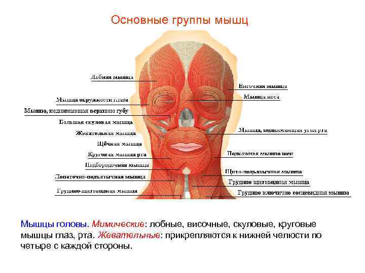 Основные группы мышц Мышцы головы. Мимические: лобные, височные, скуловые, круговые мышцы глаз, рта. Жевательные: