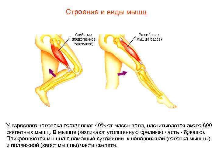 Строение и виды мышц У взрослого человека составляют 40% от массы тела, насчитывается около