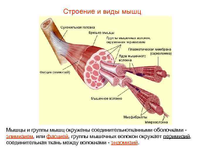 Строение и виды мышц Мышцы и группы мышц окружены соединительнотканными оболочками эпимизием, или фасцией,