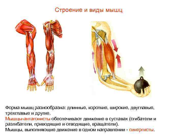 Строение и виды мышц Форма мышц разнообразна: длинные, короткие, широкие, двуглавые, трехглавые и другие.