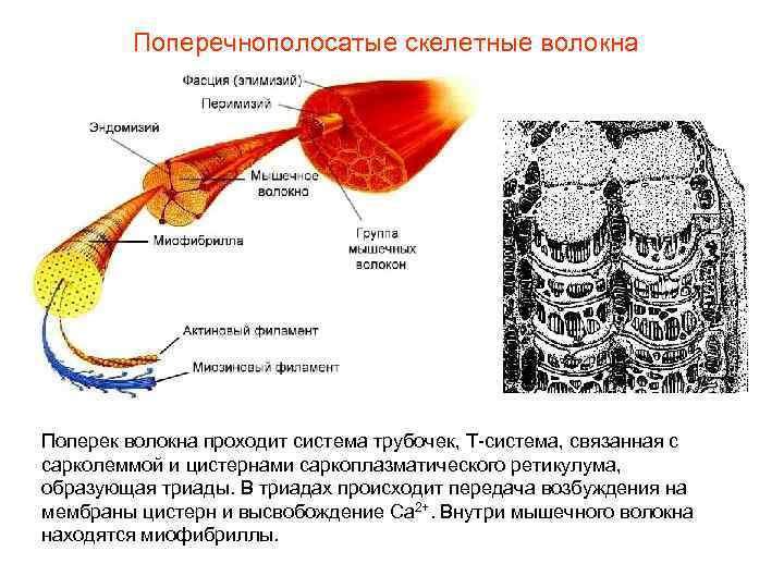 Поперечнополосатые скелетные волокна Поперек волокна проходит система трубочек, Т-система, связанная с сарколеммой и цистернами