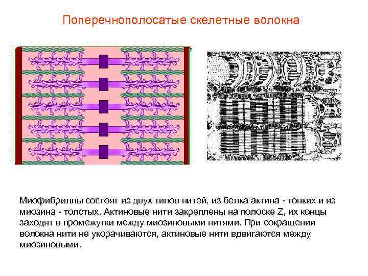 Поперечнополосатые скелетные волокна Миофибриллы состоят из двух типов нитей, из белка актина - тонких