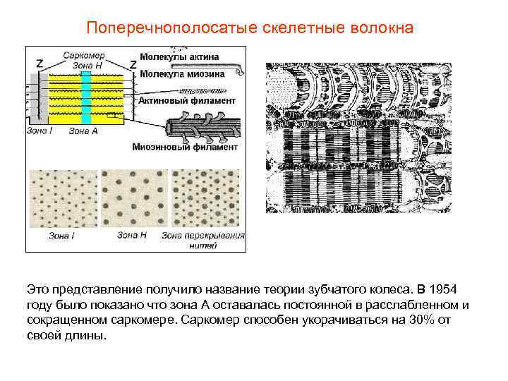 Поперечнополосатые скелетные волокна Это представление получило название теории зубчатого колеса. В 1954 году было