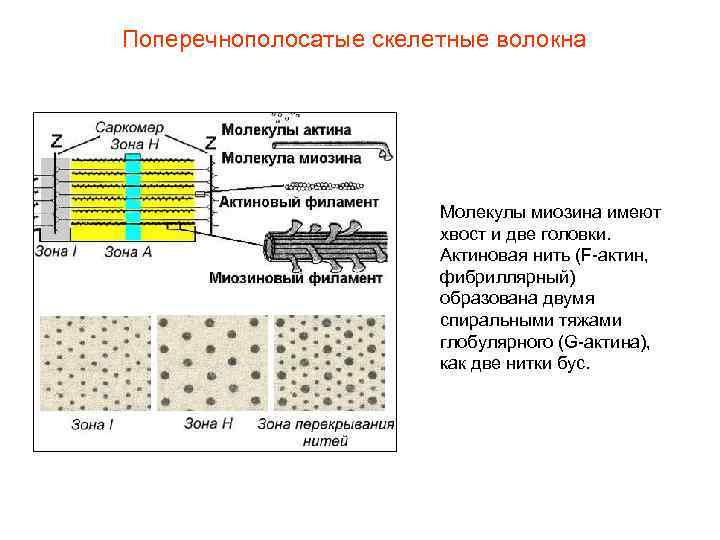 Поперечнополосатые скелетные волокна Молекулы миозина имеют хвост и две головки. Актиновая нить (F-актин, фибриллярный)