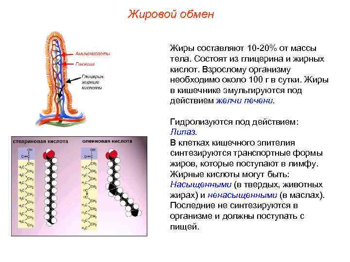 Жировой обмен Жиры составляют 10 -20% от массы тела. Состоят из глицерина и жирных